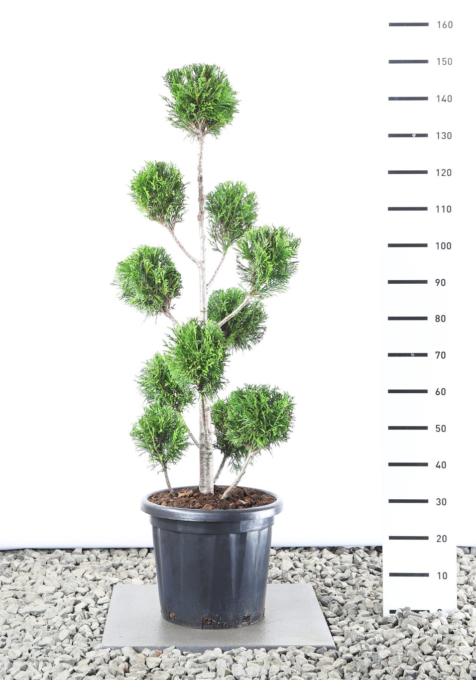 Thuja pl. 'Martin' - 100-125 CM PonPon EXTRA in Cont.